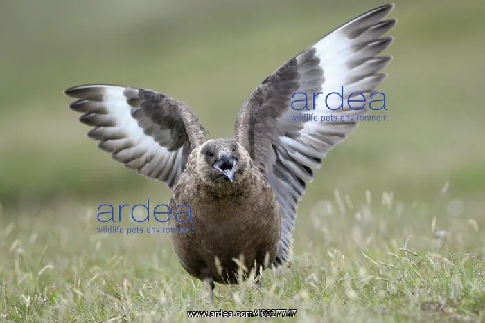 : Great Skua : Great Skua