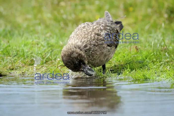 : Great Skua : Great Skua