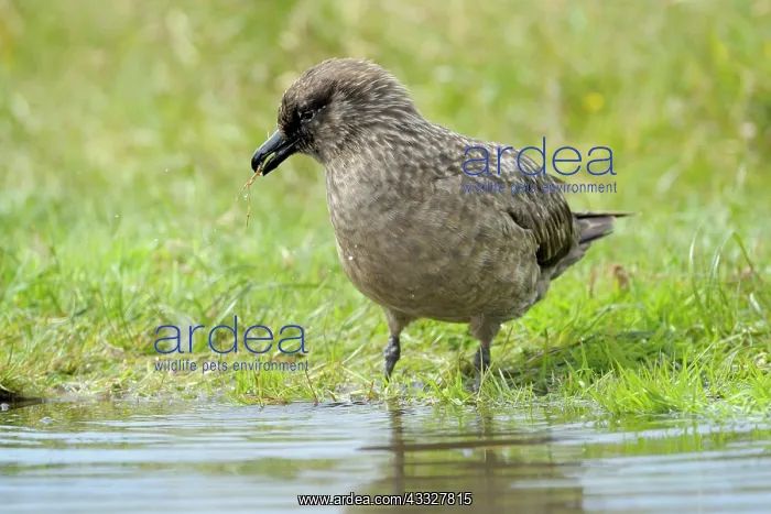 : Great Skua : Great Skua