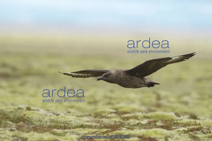 : Great Skua : Great Skua