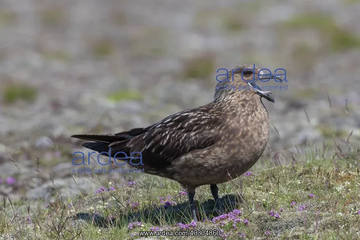 : Great Skua - adult bird calling - Iceland : Great Skua - adult bird calling - Iceland