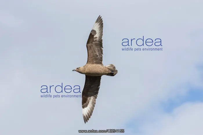 : Great Skua - adult bird in flight - Iceland : Great Skua - adult bird in flight - Iceland