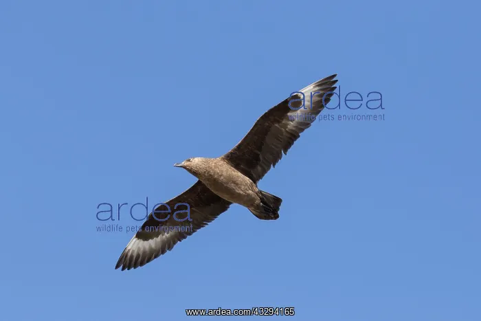 : Great Skua - adult bird in flight - Iceland : Great Skua - adult bird in flight - Iceland