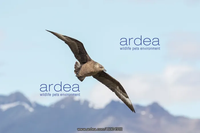 : Great Skua - adult bird in flight - Iceland : Great Skua - adult bird in flight - Iceland