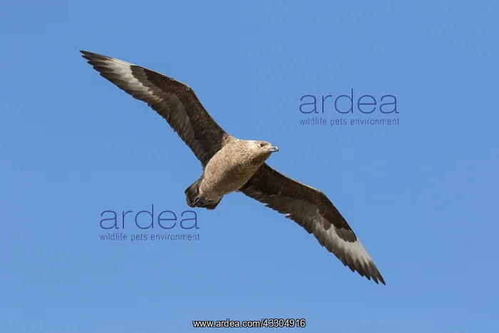 : Great Skua - adult bird in flight - Iceland : Great Skua - adult bird in flight - Iceland
