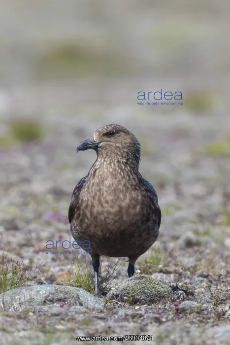 : Great Skua - adult bird - Iceland : Great Skua - adult bird - Iceland