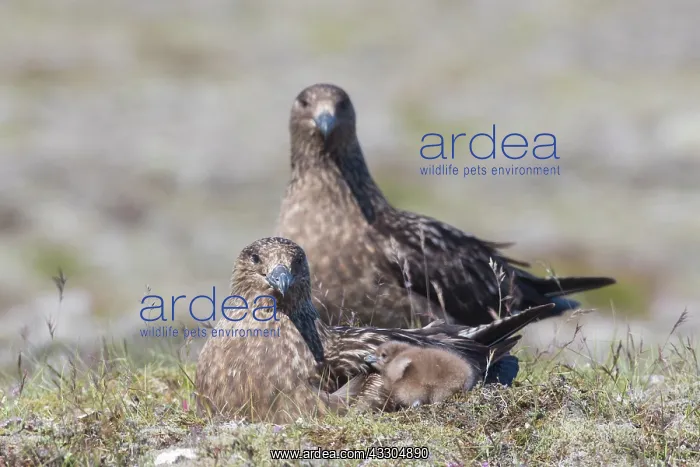 : Great Skua - adult birds with chick - Iceland : Great Skua - adult birds with chick - Iceland