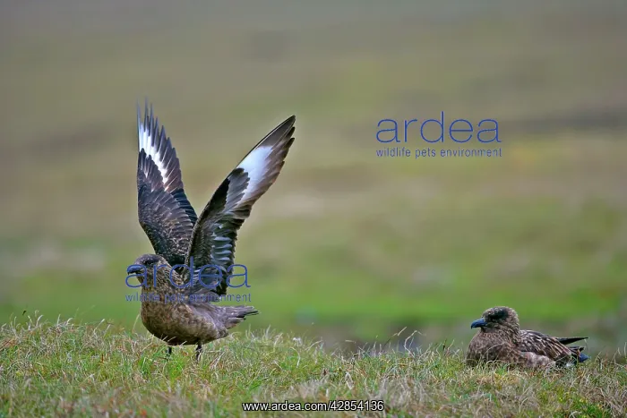 : Great Skua - two adults sitting on moorland with : Great Skua - two adults sitting on moorland with