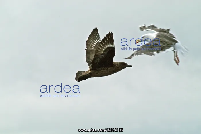 : Great Skua attacked by Greater / Great black-backed : Great Skua attacked by Greater / Great black-backed