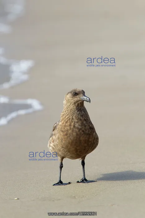 : Great Skua - on beach : Great Skua - on beach