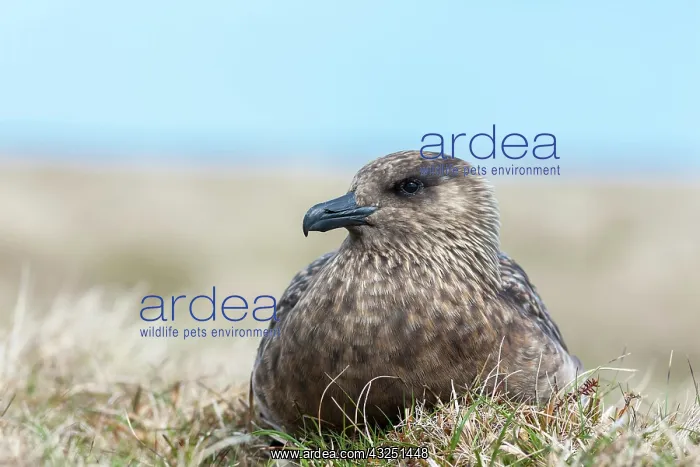 : Great Skua or Bonxie (Stercorarius Skua) : Great Skua or Bonxie (Stercorarius Skua)