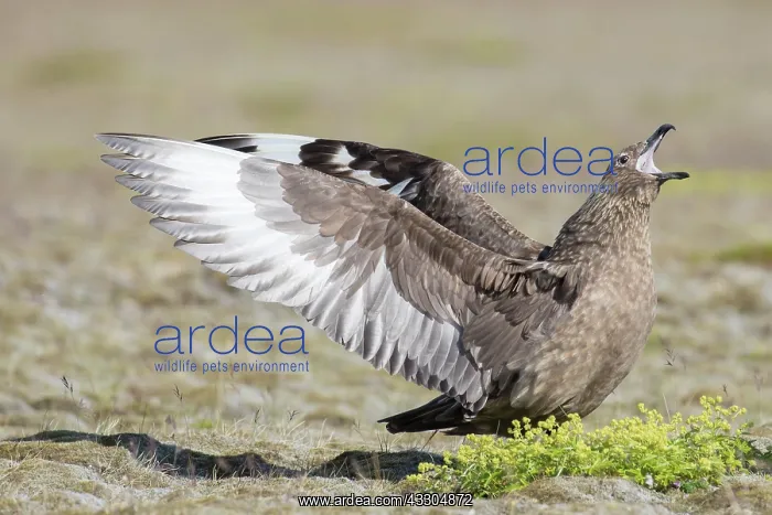 : Great Skua - calling bird flapping its wings - Iceland : Great Skua - calling bird flapping its wings - Iceland