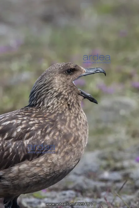 : Great Skua - calling bird - Iceland : Great Skua - calling bird - Iceland