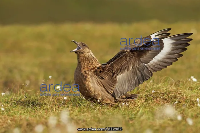 : Great Skua - calling out and displaying wings to : Great Skua - calling out and displaying wings to