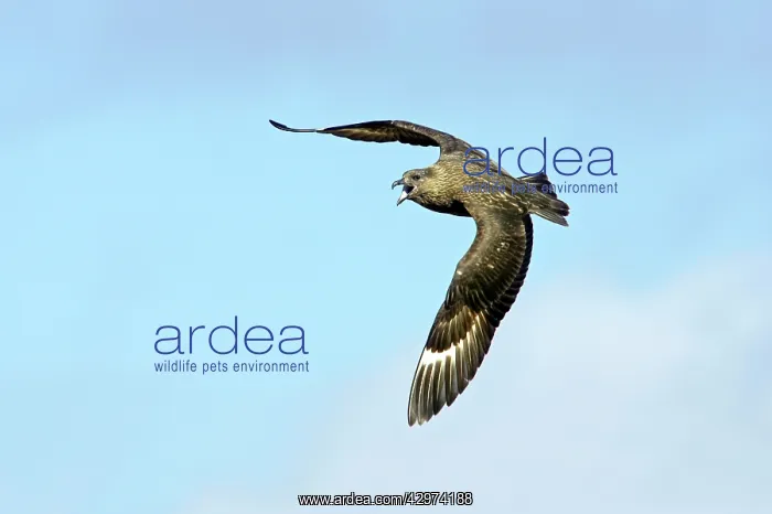 : Great Skua - Calling in flight : Great Skua - Calling in flight