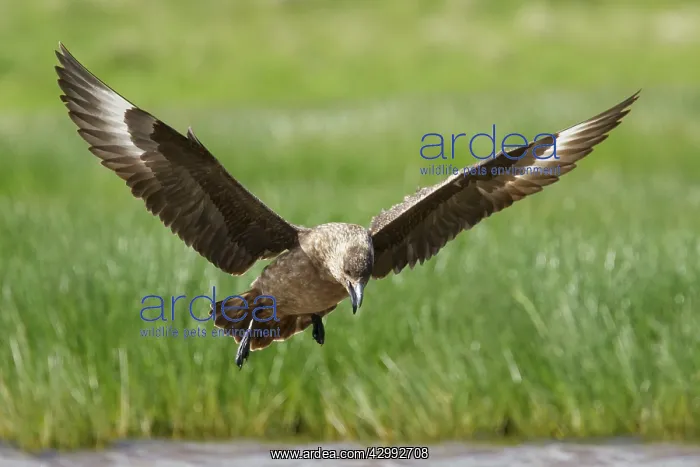 : Great Skua - calling whilst coming in to land : Great Skua - calling whilst coming in to land