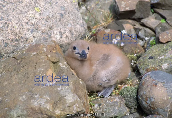 : Great Skua - chick : Great Skua - chick