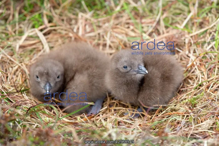 : Great Skua - chicks at nest : Great Skua - chicks at nest