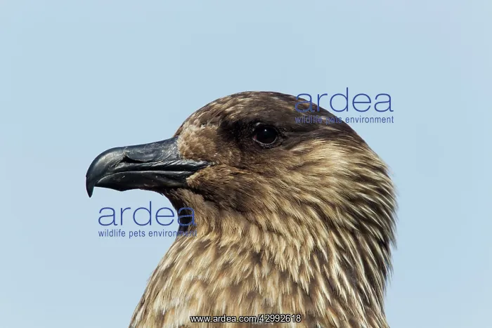 : Great Skua - close up : Great Skua - close up