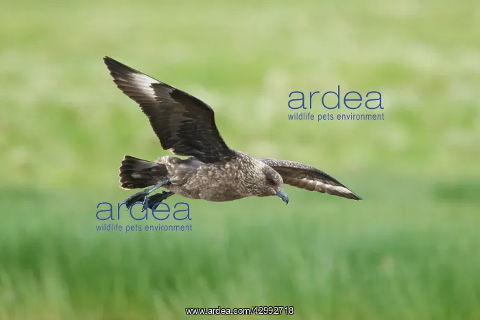 : Great Skua - coming in to land : Great Skua - coming in to land