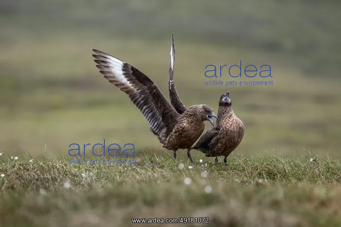  : Great Skua - Courtship - UK