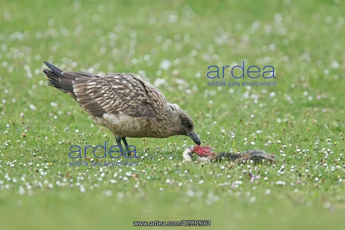 : Great Skua - with dead rabbit : Great Skua - with dead rabbit