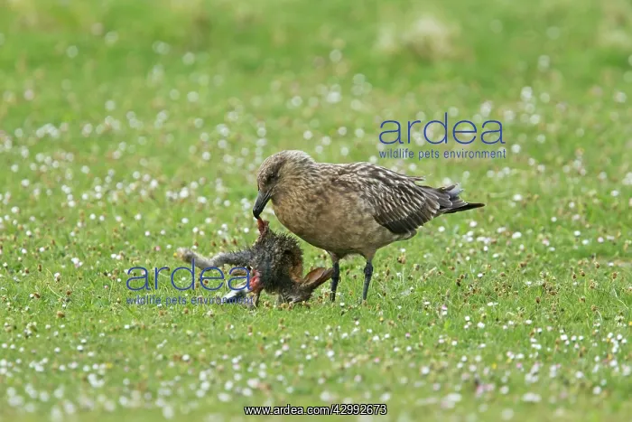 : Great Skua - with dead rabbit : Great Skua - with dead rabbit