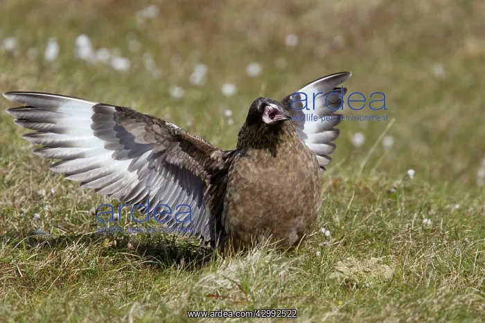 : Great Skua - display : Great Skua - display