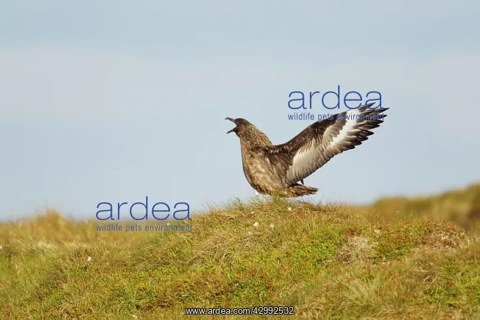 : Great Skua - display : Great Skua - display