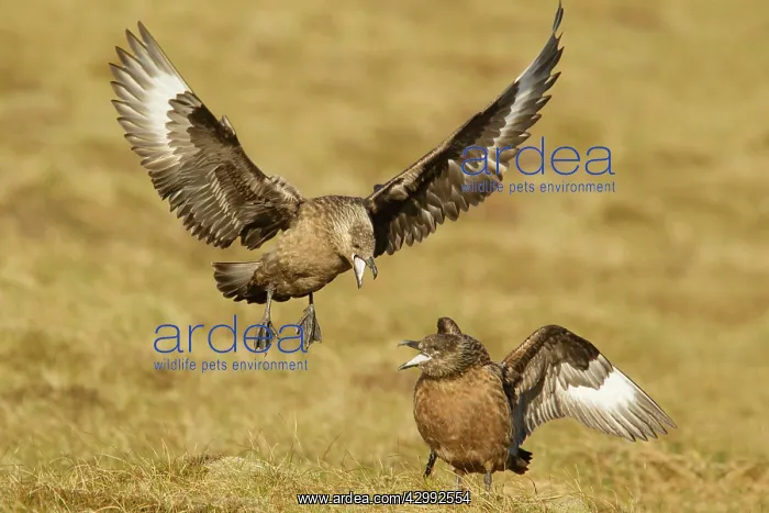 : Great Skua - displaying as landing next to mate : Great Skua - displaying as landing next to mate