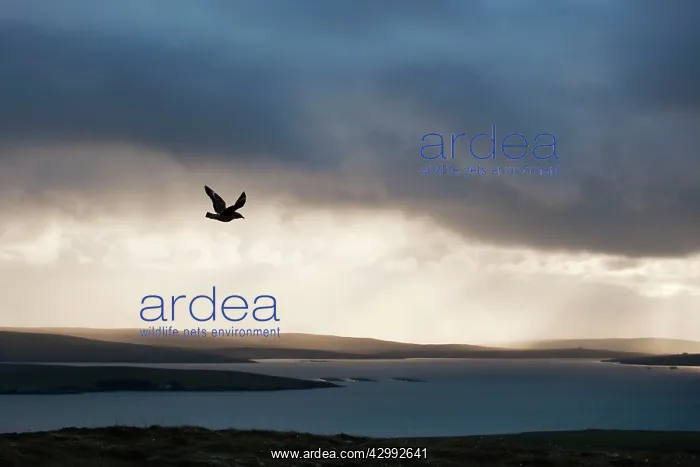 : Great Skua - displaying over moorland at dusk : Great Skua - displaying over moorland at dusk