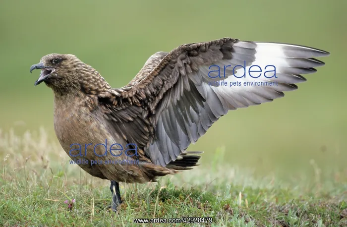 : Great SKUA - Female bird displaying to male, wings : Great SKUA - Female bird displaying to male, wings