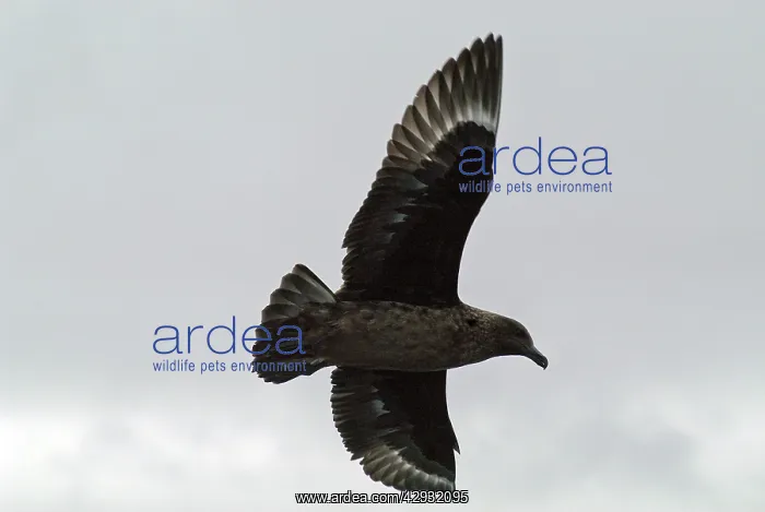 : Great Skua - in flight : Great Skua - in flight