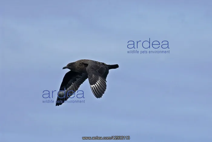 : Great Skua - in flight : Great Skua - in flight