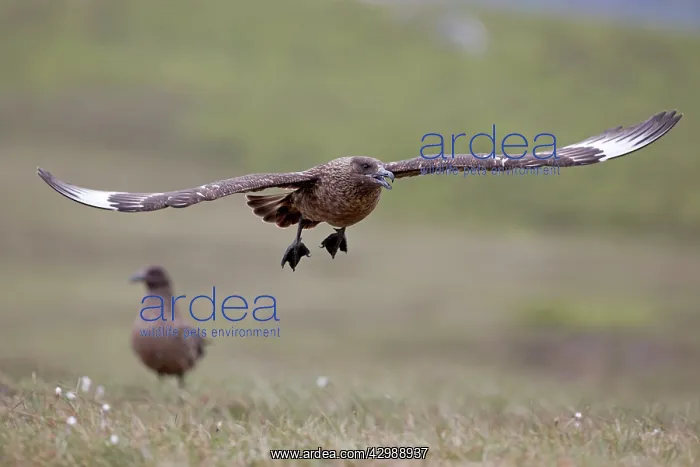 : Great Skua - in flight : Great Skua - in flight