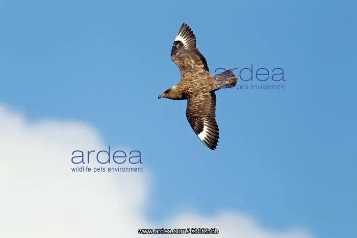 : Great Skua - in flight : Great Skua - in flight