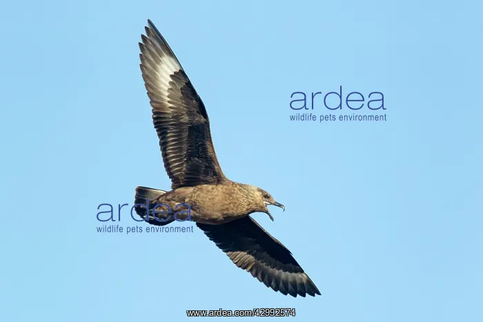 : Great Skua - in flight : Great Skua - in flight