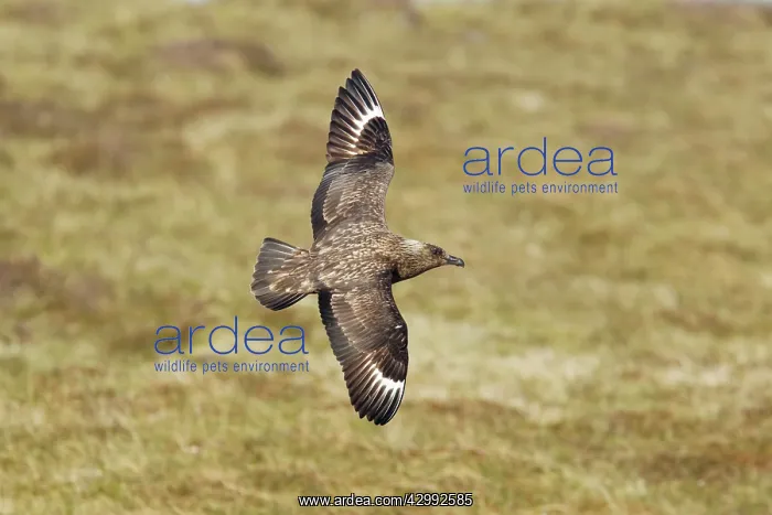 : Great Skua - in flight : Great Skua - in flight