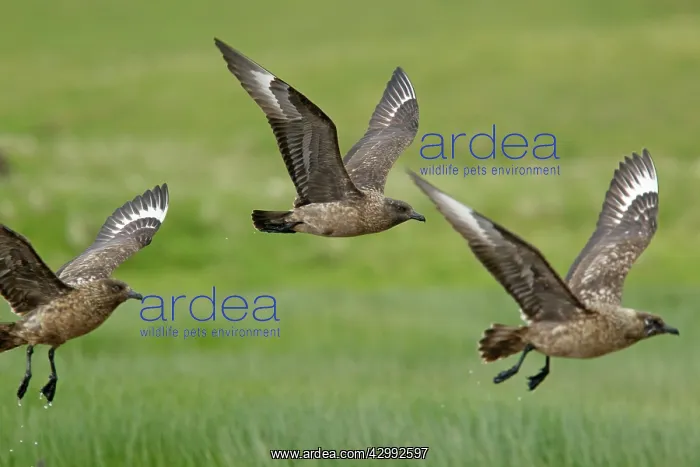 : Great Skua - in flight : Great Skua - in flight