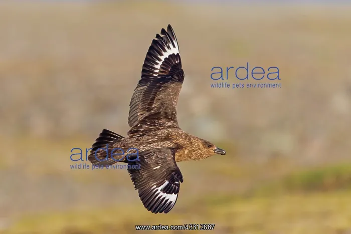 : Great Skua - in flight : Great Skua - in flight
