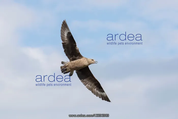 : Great Skua flight : Great Skua flight