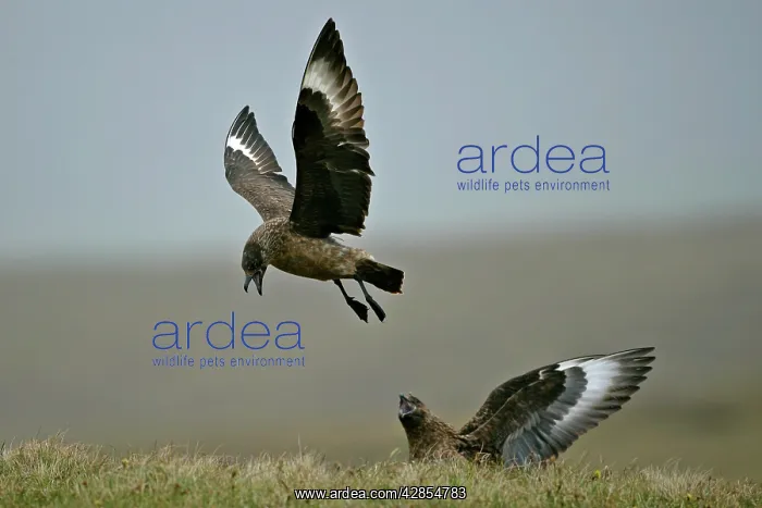 : Great Skua - one in flight and one sitting in moor : Great Skua - one in flight and one sitting in moor