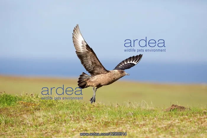 : Great Skua - in flight taking off : Great Skua - in flight taking off