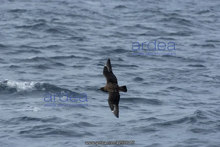 : Great Skua - in flight over waves : Great Skua - in flight over waves