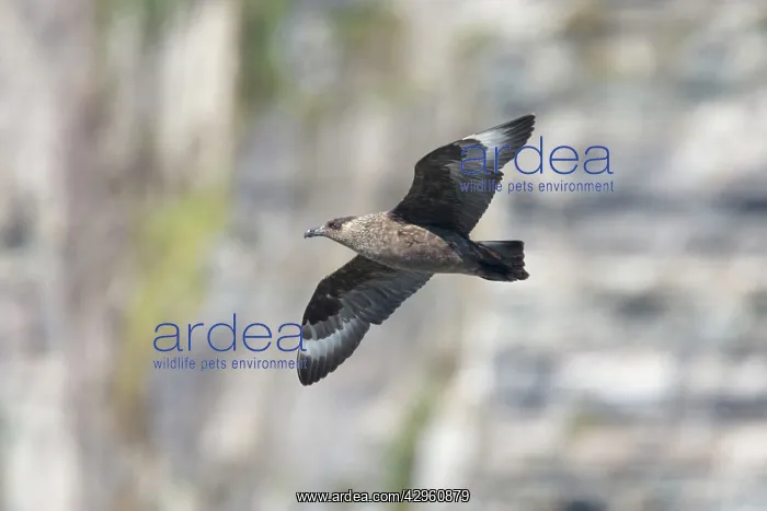 : Great Skua - Hunting along seabird cliff : Great Skua - Hunting along seabird cliff