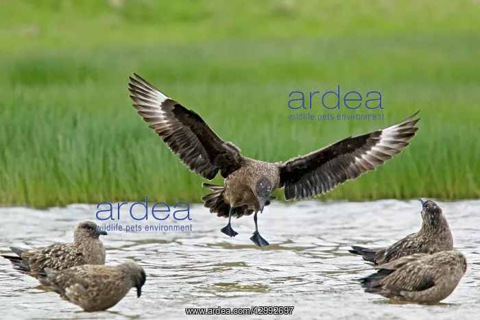 : Great Skua - landing in loch to bathe : Great Skua - landing in loch to bathe