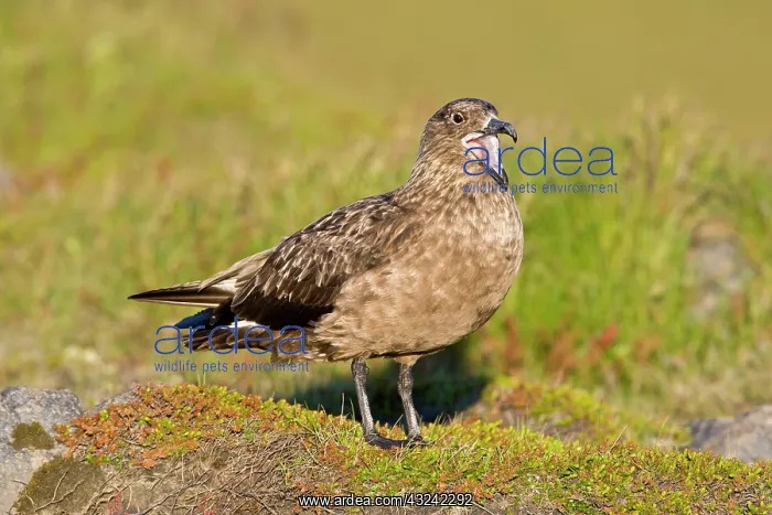 : The Great Skua is the largest seabird in : The Great Skua is the largest seabird in