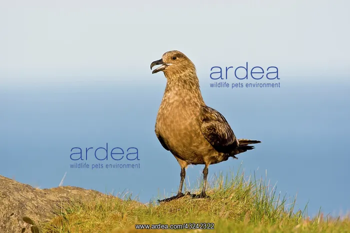 : The Great Skua is the largest seabird in : The Great Skua is the largest seabird in