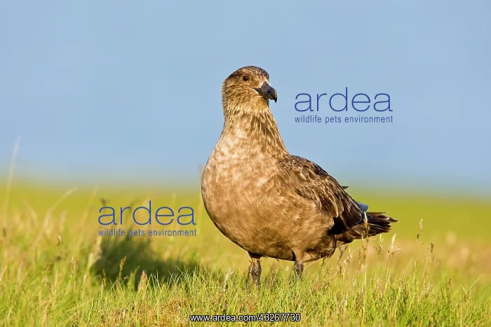 : The Great Skua is the largest seabird in : The Great Skua is the largest seabird in