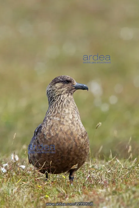 : Great Skua - on moorland breeding grounds : Great Skua - on moorland breeding grounds